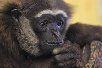 Agile gibbon