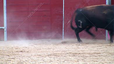 Fighting bull picture from spain. black bull
