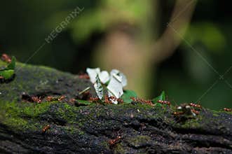 Working ants