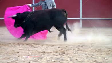 Fighting bull picture from spain. black bull