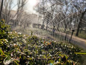 spiderweb, network, drops, morning, structure, branches, park, t