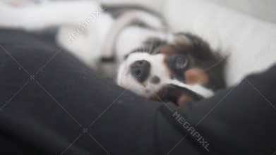 A small dog peacefully resting on a cozy bed, showcasing comfort