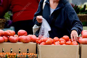 Picking fresh vegetables