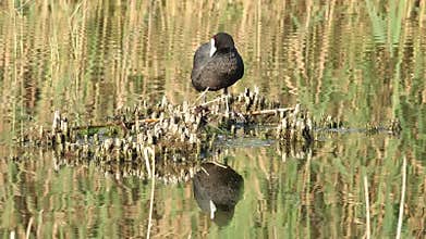 Red-knobbed Coot (Fulica cristata) preening its plumage on cut reeds with reflections in the water