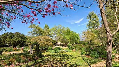 footage of a gorgeous spring landscape with colorful flowers and lush green trees and plants at Descanso Gardens
