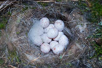 Blue tit nest with eggs
