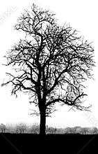 Black and white tree