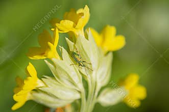 Silver-green leaf weevil on yellow flower of cowslip