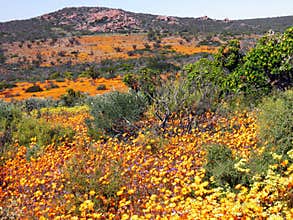 Landscape in namaqualand national park, Republic of South Africa