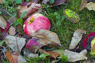 A fallen red apple on the green grass and dry leav