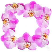 Orchid Flowers Frame isolated on white