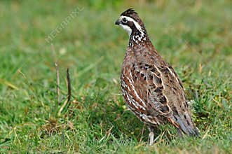 Bobwhite quail