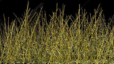 Growing Bamboo Sticks, Alpha included, stock footage