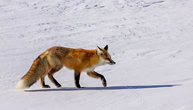 Red Fox crossing a snow-covered field