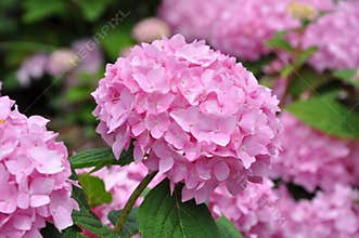 Pink Hydrangeas