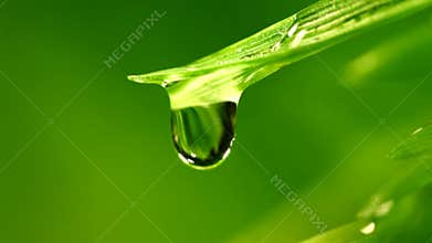 Waterdrop falling from grass