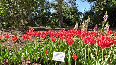 Footage of red tulips and purple foxglove flowers at Descanso Gardens La Canada Flintridge California
