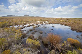 Fynbos vegetation