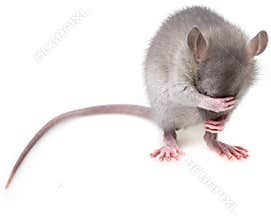 Little mouse