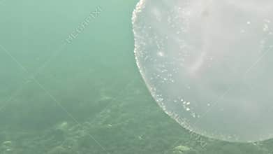 Manatee Underwater Florida Seagrass - A manatee swims through a shallow underwater area, with seagrass visible below.