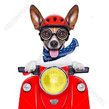 Crazy silly motorbike dog