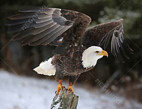 Wings Spread Bald Eagle