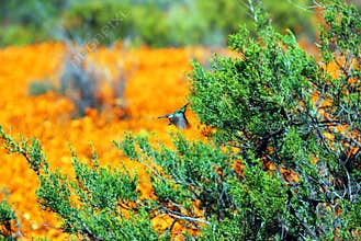 Flowers in namaqualand national park
