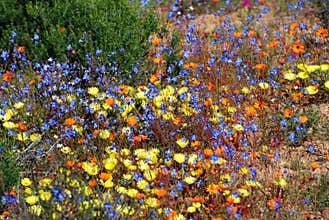 Flowers in namaqualand national park
