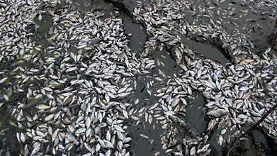 Fish kills