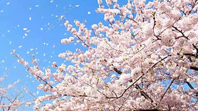 Cherry Blossoms in Full Bloom Against Clear Blue Sky in Japan
