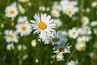 Daisy flowers in the meadow