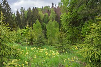 Yellow common cowslip flowers blooming in a small green forest meadow