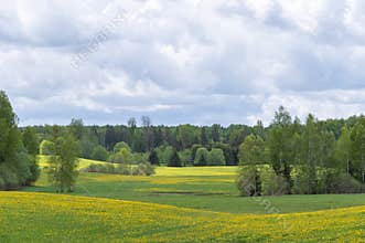 Spring landscape with green and yellow blooming fields and trees