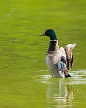 Male Mallard Finishing Its Daily Grooming