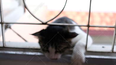 Cat climbing the iron bar window to come in the room