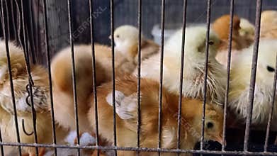 Baby Chicks Confined in Rusty Wire Cage, Poultry Farming