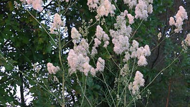 Aerial flowering of thalictrum