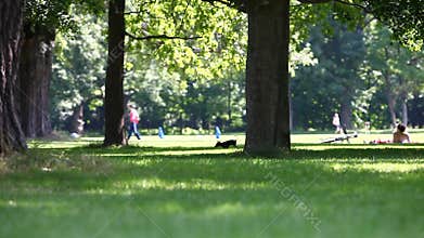Leisure summer activity and dog in a park scene