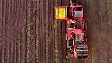 aerial view of harvesting sugar beets