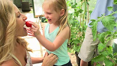 Mother And Children Harvesting Tomatoes In Greenhouse