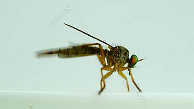 Closeup view of small Crane fly or Mosquito hawks or Mosquito eater rub its legs on white background.