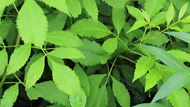 Relaxing view of greenery plant and tree at Chiang Mai, Thailand