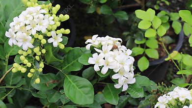 Relaxing view of greenery plant and tree at Chiang Mai, Thailand
