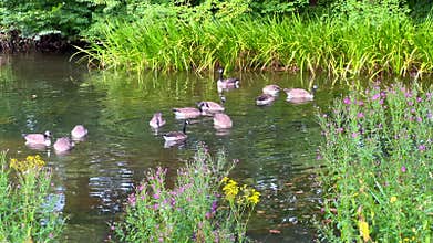 Canada geese swimming peacefully in a pond