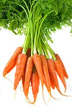 Carrot