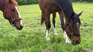 Chestnut saddle horses on a pasture