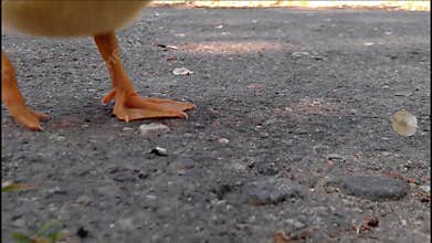 Little yellow gosling