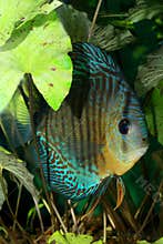 Discus