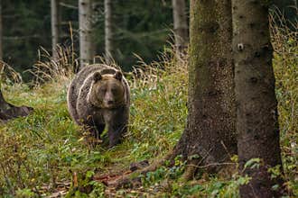 European brown bear