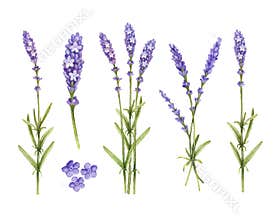 Lavender flowers collection